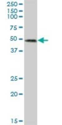 Western Blot: RIPX Antibody [H00022902-B01P]