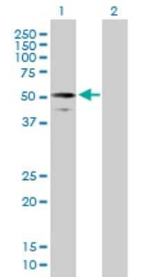 Western Blot: RIPX Antibody [H00022902-B01P]