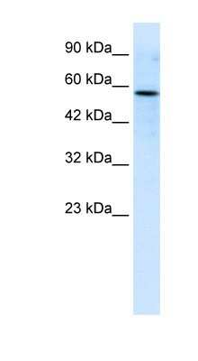 Western Blot: RIPX Antibody [NBP1-80039]