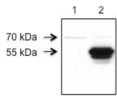 Western Blot: RIPX Antibody [NBP1-89614]