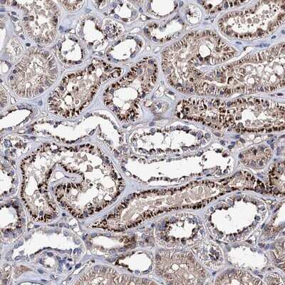 Immunohistochemistry-Paraffin: RISC Antibody [NBP1-87127]