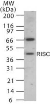 Western Blot: RISC Antibody [NB100-56648]