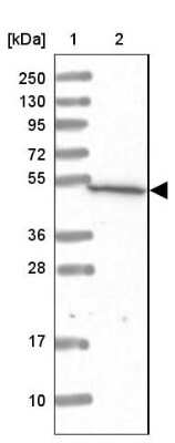 Western Blot: RISC Antibody [NBP1-87127]