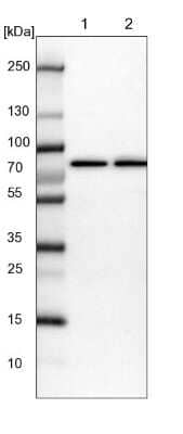 Western Blot: RISC Antibody [NBP1-87127]