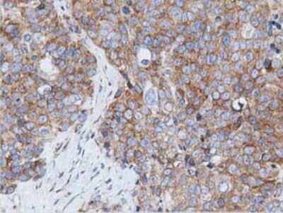 Immunohistochemistry-Paraffin: Rit2 Antibody (OTI3F4) [NBP2-03062]