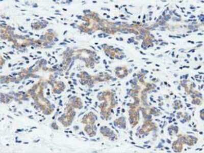 Immunohistochemistry-Paraffin: Rit2 Antibody (OTI3F4) [NBP2-03062]