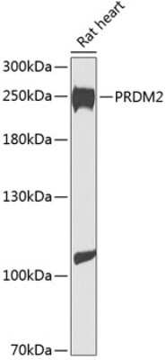 Western Blot: RIZ1 AntibodyBSA Free [NBP2-94769]