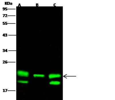 Western Blot: RKIP/PBP Antibody (003) [NBP2-90295]