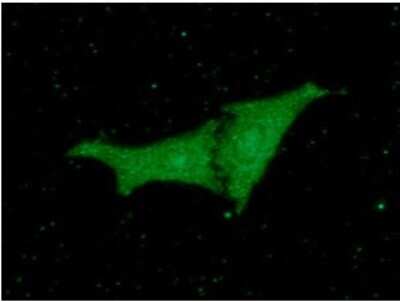 Immunocytochemistry/ Immunofluorescence: RKIP/PBP Antibody (4B11) - BSA Free [NBP2-59494]