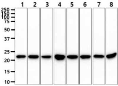 Western Blot: RKIP/PBP Antibody (4B11)BSA Free [NBP2-59494]