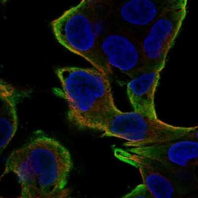 Immunocytochemistry/ Immunofluorescence: RKIP/PBP Antibody [NBP2-68813]