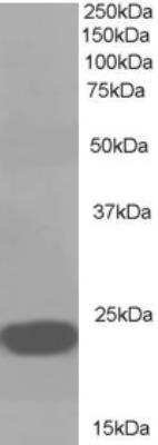 Western Blot: RKIP/PBP Antibody [NB100-1020]