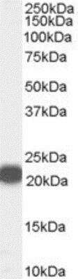 Western Blot: RKIP/PBP Antibody [NB100-53808]