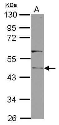 Western Blot: RLBP1L1 Antibody [NBP2-20170]