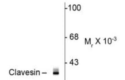 Western Blot: RLBP1L1 AntibodyAzide and BSA Free [NBP2-29652]