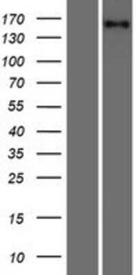 Western Blot: RLTPR Overexpression Lysate [NBP2-08731]