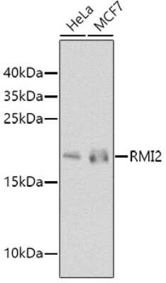 Western Blot: RMI2 AntibodyBSA Free [NBP2-94739]