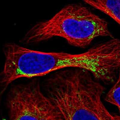 Immunocytochemistry/ Immunofluorescence: RMND1 Antibody [NBP2-33951]