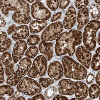 Immunohistochemistry-Paraffin: RMND1 Antibody [NBP2-33951]