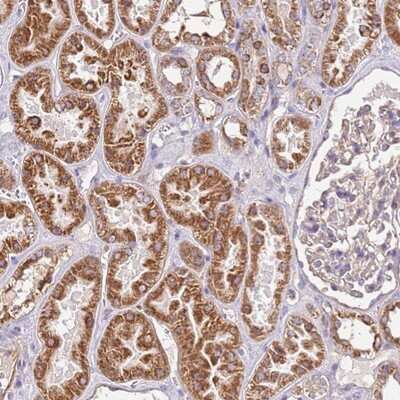 Immunohistochemistry-Paraffin: RMND5A Antibody [NBP1-92337]