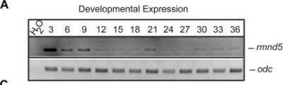 Western Blot: RMND5A Antibody [NBP1-92337]