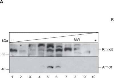 Western Blot: RMND5A Antibody [NBP1-92337]