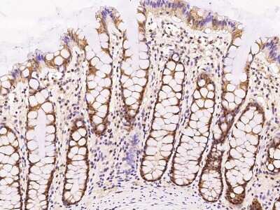 Immunohistochemistry-Paraffin: RMND5B Antibody [NBP2-97633]