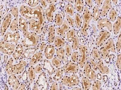 Immunohistochemistry-Paraffin: RMND5B Antibody [NBP2-97633]