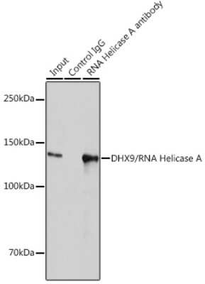 Immunoprecipitation: RNA Helicase A Antibody (2I6C5) [NBP3-16435]