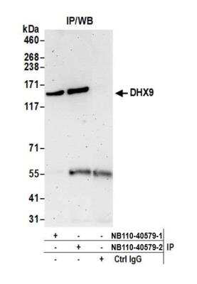 Immunoprecipitation: RNA Helicase A Antibody [NB110-40579]