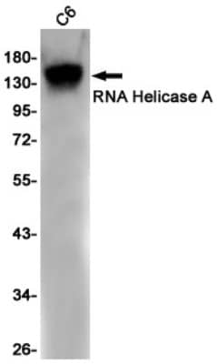 Western Blot: RNA Helicase A Antibody (S03-8A8) [NBP3-19761]