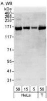 Western Blot: RNA Helicase A Antibody [NB110-40578]