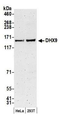 Western Blot: RNA Helicase A Antibody [NB110-40579]