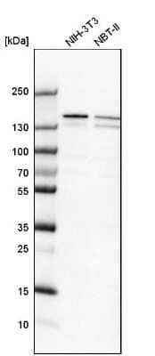 Western Blot: RNA Helicase A Antibody [NBP1-85266]