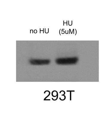 Western Blot: RNA Polymerase II/POLR2A [p Thr4] AntibodyBSA Free [NBP1-49546]