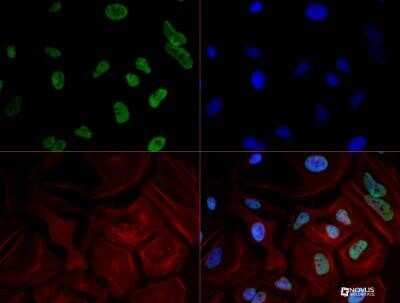 Immunocytochemistry/ Immunofluorescence: RNA Polymerase II/POLR2A Antibody (4H8) - Azide and BSA Free [NBP2-80928]