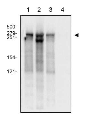 Western Blot: RNA Polymerase II/POLR2A Antibody (4H8)Azide and BSA Free [NB200-598]