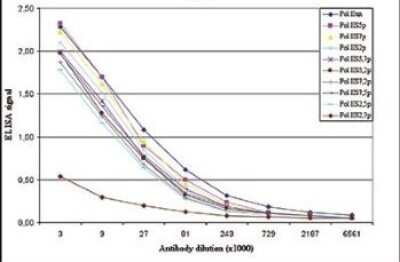 ELISA: RNA Polymerase II/POLR2A Antibody (C.15200004) [NBP2-59213]