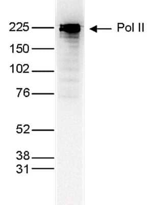 Western Blot: RNA Polymerase II/POLR2A Antibody (C.15200004) [NBP2-59213]