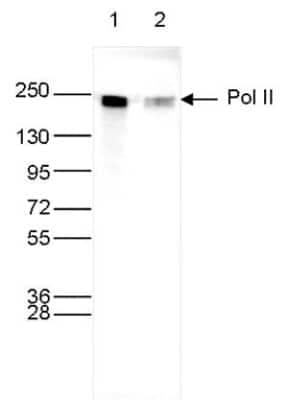 Western Blot: RNA Polymerase II/POLR2A Antibody (C.15200004) [NBP2-59213]