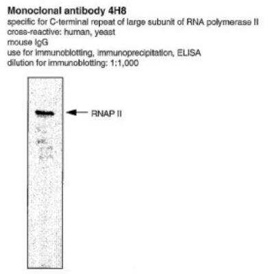 Western Blot: RNA Polymerase II/POLR2A [p Ser5] Antibody (CTD 4H8)BSA Free [NBP2-50274]