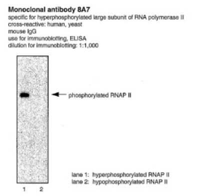 Western Blot: RNA Polymerase II/POLR2A [p Ser5] Antibody (CTD 8A7) [NBP2-50243]