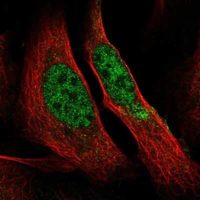 Immunocytochemistry/ Immunofluorescence: RNA Polymerase II/POLR2A Antibody [NBP2-55663]