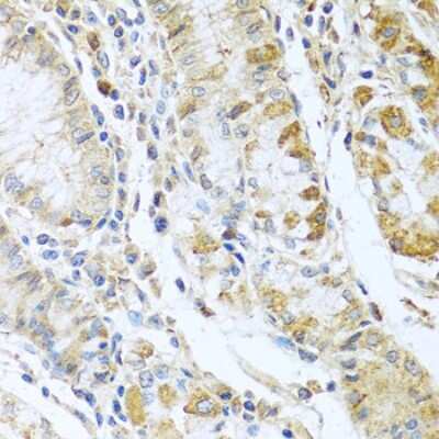 Immunohistochemistry-Paraffin: RNASE13 Antibody - BSA Free [NBP2-94210]