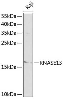 Western Blot: RNASE13 AntibodyBSA Free [NBP2-94210]