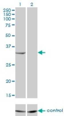 Western Blot: RNASEH2A Antibody (3G5-F5) [H00010535-M01]