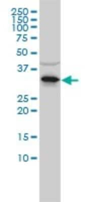 Western Blot: RNASEH2A Antibody (3G5-F5) [H00010535-M01]