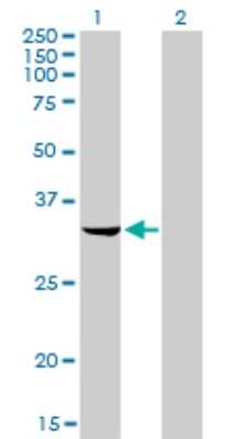 Western Blot: RNASEH2A Antibody (3G5-F5) [H00010535-M01]
