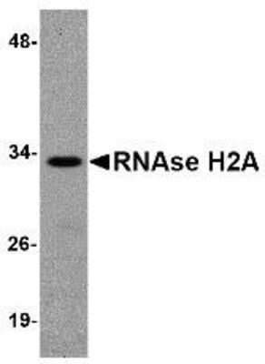 Western Blot: RNASEH2A AntibodyBSA Free [NBP1-76981]