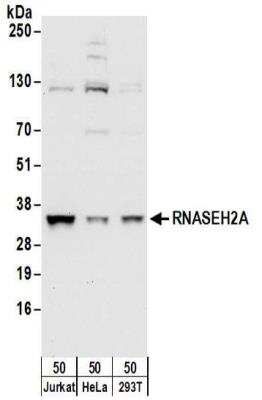 Western Blot: RNASEH2A Antibody [NBP2-32144]